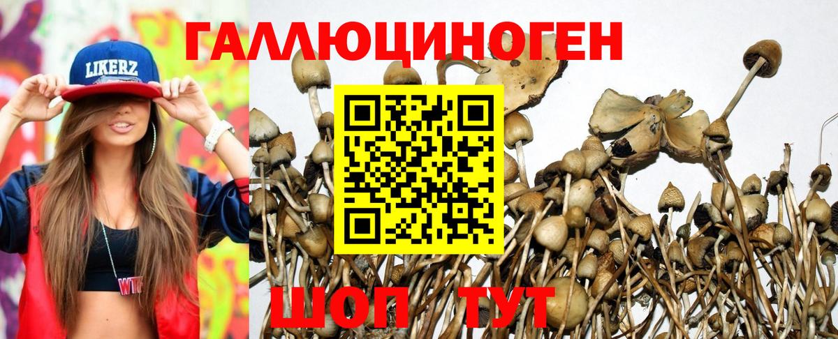 Псилоцибиновые грибы прущие грибы  Галлюциногенные грибы Psilocybe  Казань  Вход с VPN 